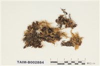 藏品(蔓苔科)的圖片